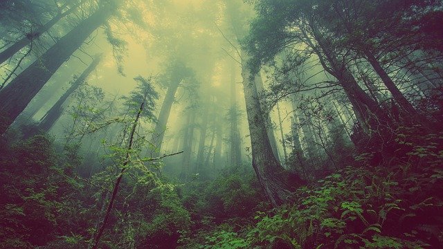 mlha v lese