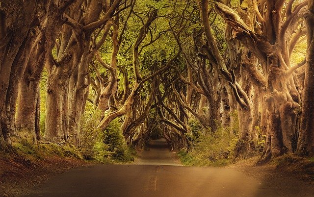 silnice mezi stromy
